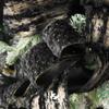 HUIHUANG Black and Gold Christmas Tree Ribbon Black Faux Fur Wired Ribbon with Gold Polka Dot, for Bows Making, Wreaths, Garlands, Gift Wrapping, Home Decor- 2-1/2" X 10 Yards view 4