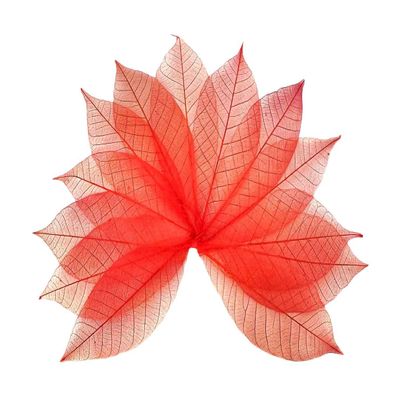 HukDok Skeleton Leaves Natural Rubber Tree for DIY Crafts Card Scrapbook Wedding Photo Albums, Seasonal Gifts, Small Leaves Decorative (Red)
