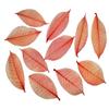 HukDok Skeleton Leaves Natural Rubber Tree for DIY Crafts Card Scrapbook Wedding Photo Albums, Seasonal Gifts, Small Leaves Decorative (Red) view 2