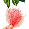 HukDok Skeleton Leaves Natural Rubber Tree for DIY Crafts Card Scrapbook Wedding Photo Albums, Seasonal Gifts, Small Leaves Decorative (Red) view 3