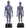MIZHENG Male and Female Resin Human Anatomical Anatomy Skull Head Body Model Muscle Bone Model Medical Lab Reference Model Human Anatomical Anatomy Skull Head Body Model Muscle Bone Model 2 pcs 30 cm view 1