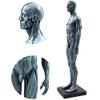 MIZHENG Male and Female Resin Human Anatomical Anatomy Skull Head Body Model Muscle Bone Model Medical Lab Reference Model Human Anatomical Anatomy Skull Head Body Model Muscle Bone Model 2 pcs 30 cm view 4