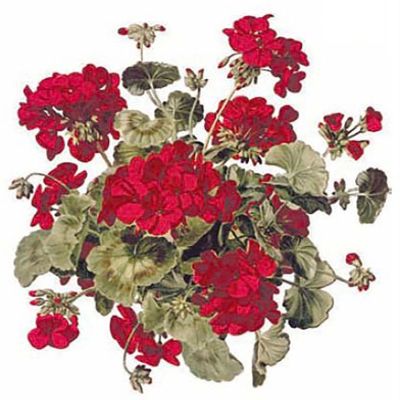 Red Geranium Flowers Overglaze Waterslide Ceramic Decals 3.75 Inch (2 Decals)