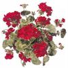 Red Geranium Flowers Overglaze Waterslide Ceramic Decals 3.75 Inch (2 Decals) view 1