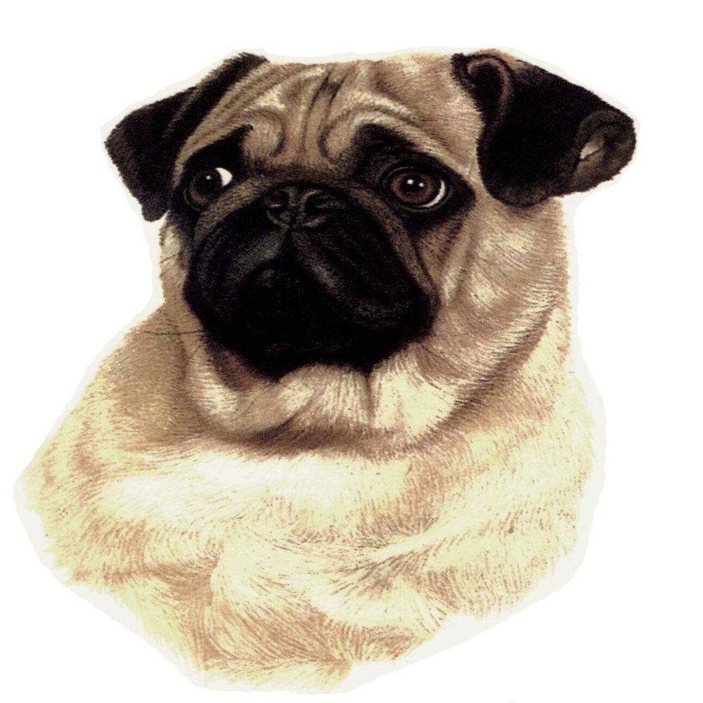Pug Sad Eyed Puppy Dog Overglaze Waterslide Ceramic Decals 6.75 Inch (1 Decal)