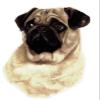 Pug Sad Eyed Puppy Dog Overglaze Waterslide Ceramic Decals 6.75 Inch (1 Decal) view 1