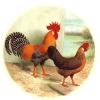 Leghorn Rooster Chicken Fowl Overglaze Waterslide Ceramic Decals 4 Inch (2 Decals) view 1