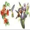 Hummingbird Iris Flower Overglaze Waterslide Ceramic Decals 2.5 Inch (4 Decals) view 1