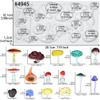 Mushroom Silicone Mold for Crafts Polymer Air Dry Clay view 2