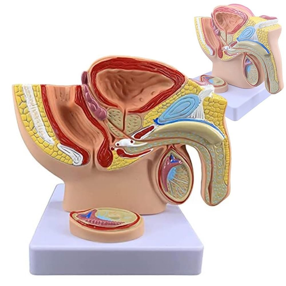 ROFALI Male Pelvis with Prostate Model, Males Anatomy Genital Model, 1:2 Male Reproductive System Anatomy Model, Median Sagittal Section Model of The Genitourinary System for Study & Teaching
