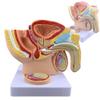 ROFALI Male Pelvis with Prostate Model, Males Anatomy Genital Model, 1:2 Male Reproductive System Anatomy Model, Median Sagittal Section Model of The Genitourinary System for Study & Teaching view 1