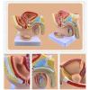 ROFALI Male Pelvis with Prostate Model, Males Anatomy Genital Model, 1:2 Male Reproductive System Anatomy Model, Median Sagittal Section Model of The Genitourinary System for Study & Teaching view 2