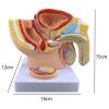 ROFALI Male Pelvis with Prostate Model, Males Anatomy Genital Model, 1:2 Male Reproductive System Anatomy Model, Median Sagittal Section Model of The Genitourinary System for Study & Teaching view 3