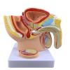 ROFALI Male Pelvis with Prostate Model, Males Anatomy Genital Model, 1:2 Male Reproductive System Anatomy Model, Median Sagittal Section Model of The Genitourinary System for Study & Teaching view 4