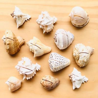 12 Pieces Assorted Assorted Sea Shell 2"-3", Beach Wedding Decor, Beach Home Decor, Bulk Sea Shells, Craft Supply, Place Card Holders, Real Shell, Nautical Party Decor, Wedding Favor
