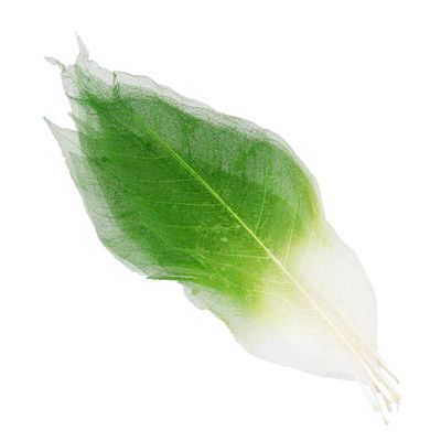 FytStycale 50 Pack of Natural Magnolia Skeleton Leaves for Craft Projects, Green+White