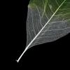 FytStycale 50 Pack of Natural Magnolia Skeleton Leaves for Craft Projects, Green+White view 4
