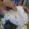 Raw Cotton Batting/Stuffing Arizona Grown (6 Pounds) view 3