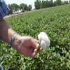 Raw Cotton Batting/Stuffing Arizona Grown (6 Pounds) view 4