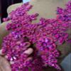 1 Pair 13x34cm Wedding Dress Decorations Applique Lace Patches Sewing with Loose Rhinestone Beads Stones Sew on Lace Sequins for Party Dance Clothing Accessories Prom DIY (deep Pink) view 4