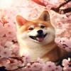 Beginner Embroidery Kit - 15.7x19.7 Inch Complete Cross Stitch Kits for Adults,Modern Design with Instructions & Tools (40x50cm Ready to Frame),Japanese Akita Dog view 1