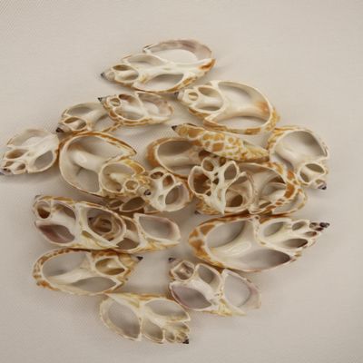 60pc Natural Babylon Spirata Seashells, Sliced Center Cut, 1.25-2 inches, Rusty Tan and Cream Colors, Sailors Valentines, Beach Decor, CS-96