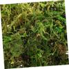 SOLUSTRE 200g Faux Green Stained Moss for Indoor Plants and Crafts Versatile Decorative Filler for Centerpieces Weddings and Artificial Decor view 2