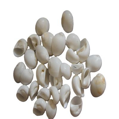 175pc Natural Natica Mamillia Seashells, 3/4-1 inch, White and Cream, Craft Quality, Sailors Valentines, Beach Decor, SS-252