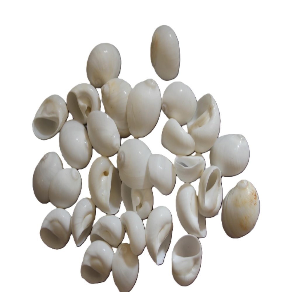 175pc Natural Natica Mamillia Seashells, 3/4-1 inch, White and Cream, Craft Quality, Sailors Valentines, Beach Decor, SS-252