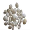 175pc Natural Natica Mamillia Seashells, 3/4-1 inch, White and Cream, Craft Quality, Sailors Valentines, Beach Decor, SS-252 view 1