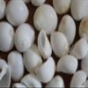 175pc Natural Natica Mamillia Seashells, 3/4-1 inch, White and Cream, Craft Quality, Sailors Valentines, Beach Decor, SS-252 view 2