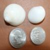 175pc Natural Natica Mamillia Seashells, 3/4-1 inch, White and Cream, Craft Quality, Sailors Valentines, Beach Decor, SS-252 view 3