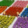 53-pcs 5mm Tall Diorama-Flowers-Grass Irregular Flower Clusters-Peach Blossom Pink Static-Grass for Model-Train-Scener Wargaming-Terrain Dioramas & DIY Crafts view 3